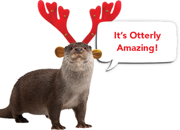 It's otterly amazing!
