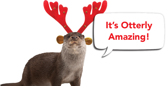 It's otterly amazing!